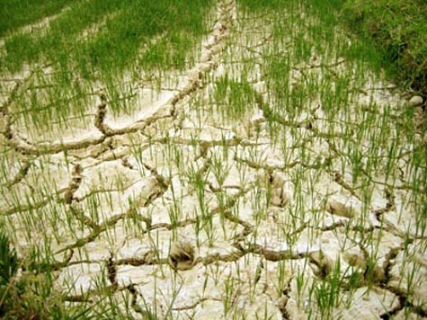 Hạn hán, ruộng đồng nứt nẻ khiến cây trồng kém phát triển, năng suất giảm.